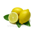 Proveedor chino de limones frescos / lima